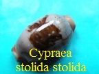 Cypraea stolida stolida, Linné 1758